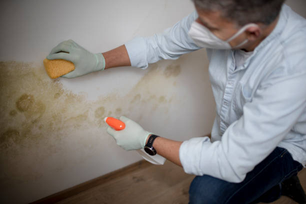 Best Fast Mold Removal  in Huntgton, IN