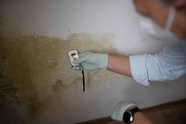 Best Toxic Mold Removal  in Huntgton, IN