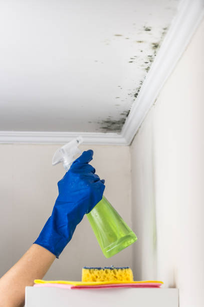 Best Black Mold Removal  in Huntgton, IN